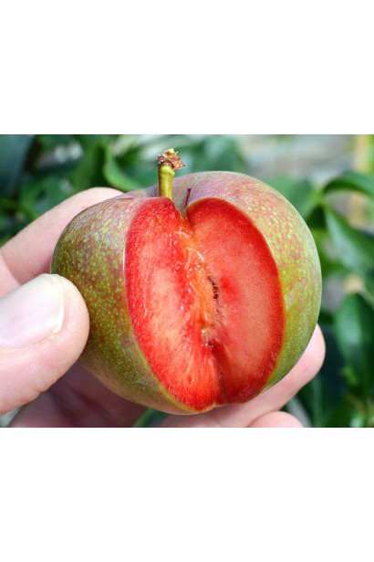 Pluot Flavor Supreme – красно-фиолетовые плоды премиального качества.